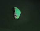 Přívěsek z chrysoprasu Přívěsek z chrysoprasu